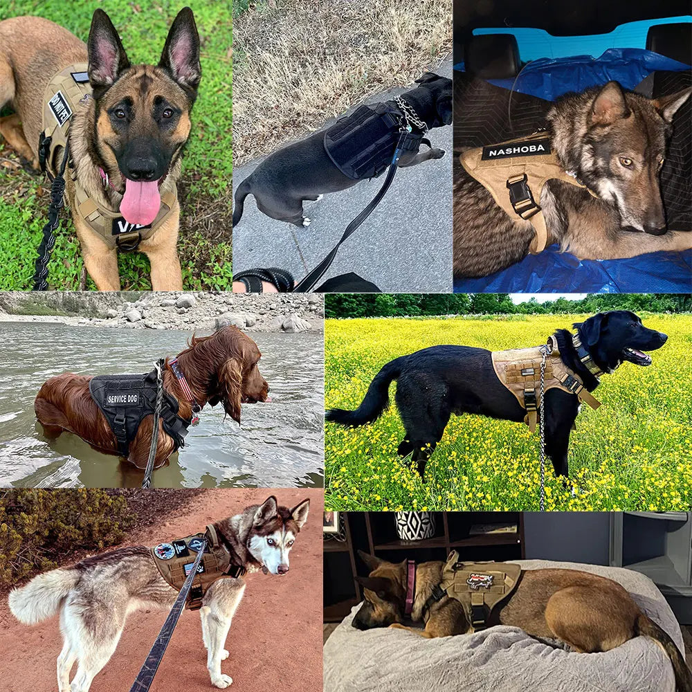 Large Dog Harness And Leash Set For German Shepherds