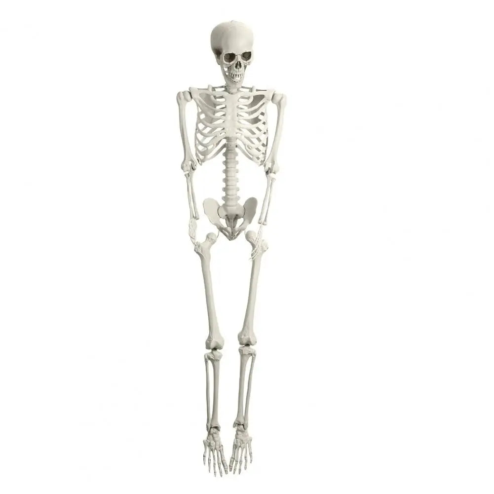 5.4ft Poseable Skeleton Prop Life Size Plastic Halloween