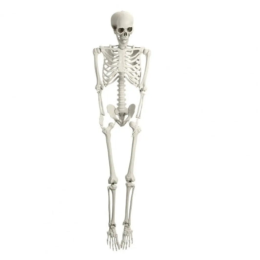 5.4ft Poseable Skeleton Prop Life Size Plastic Halloween
