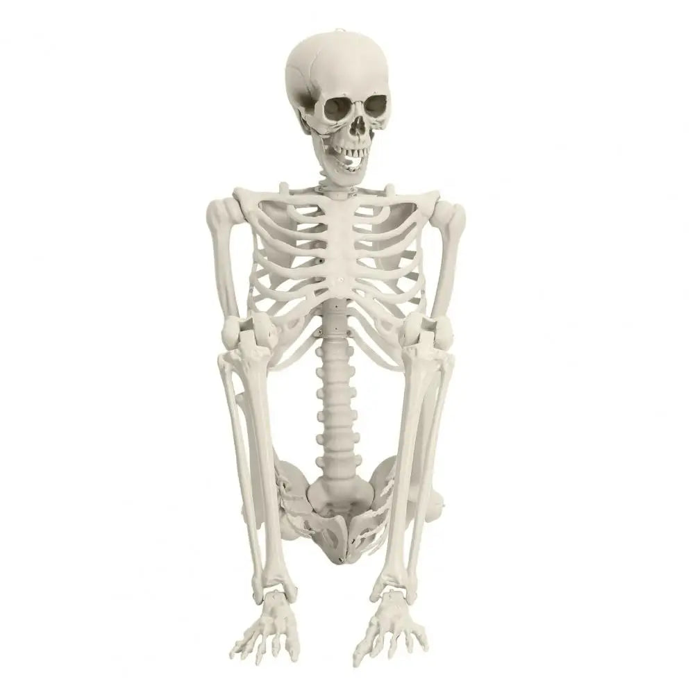5.4ft Poseable Skeleton Prop Life Size Plastic Halloween