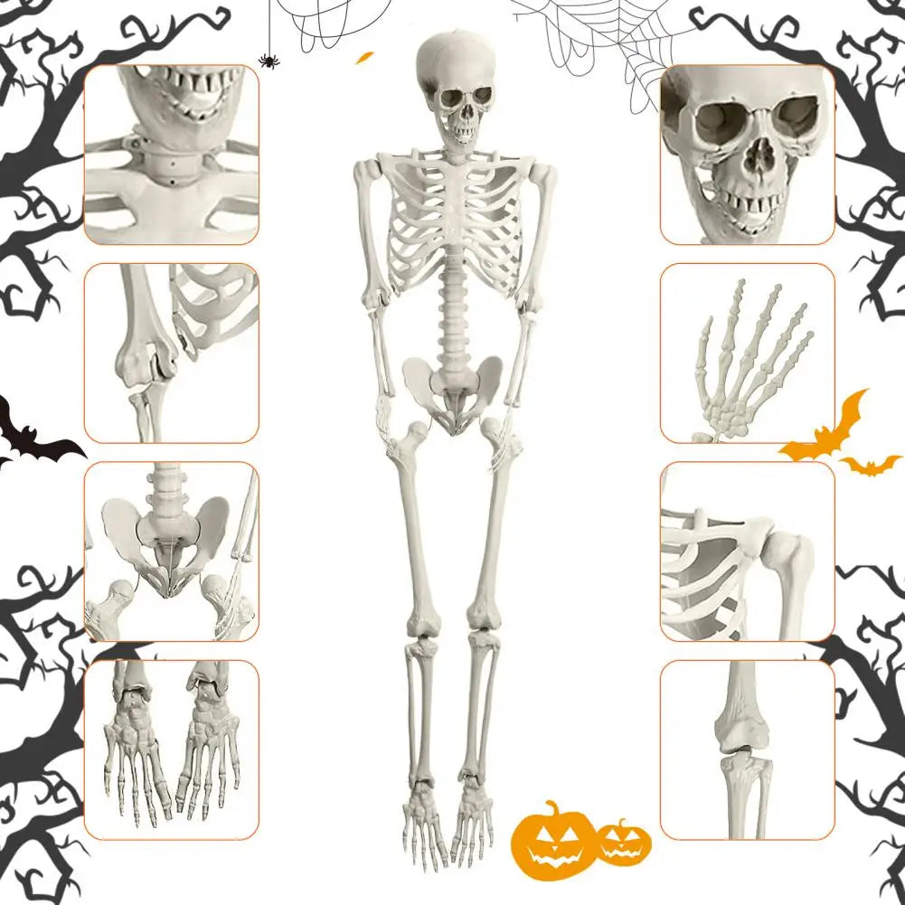 5.4ft Poseable Skeleton Prop Life Size Plastic Halloween