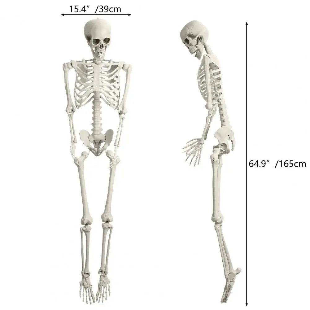 5.4ft Poseable Skeleton Prop Life Size Plastic Halloween