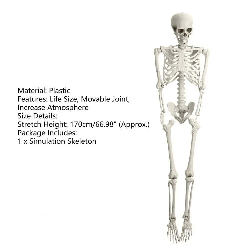 5.4ft Poseable Skeleton Prop Life Size Plastic Halloween