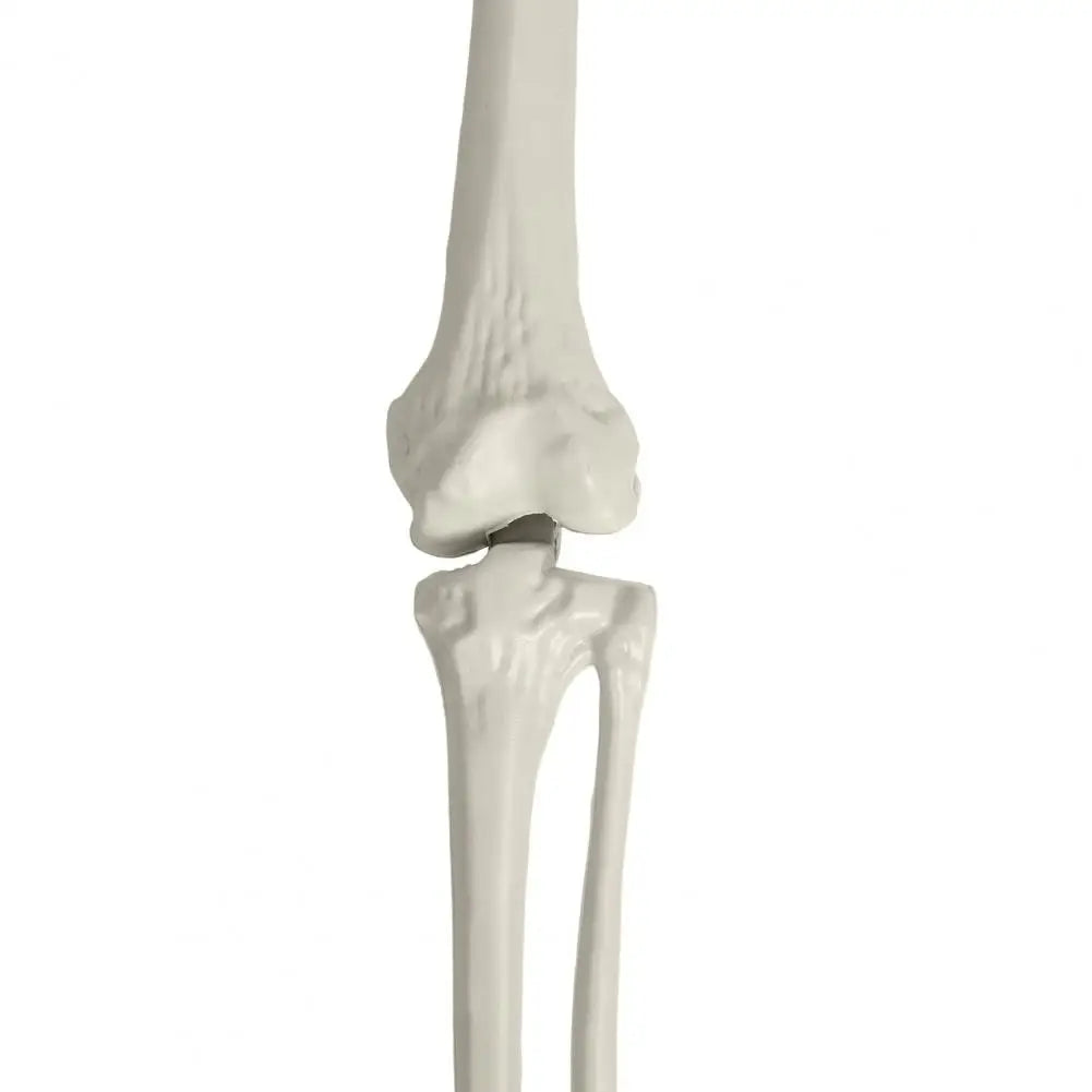 5.4ft Poseable Skeleton Prop Life Size Plastic Halloween