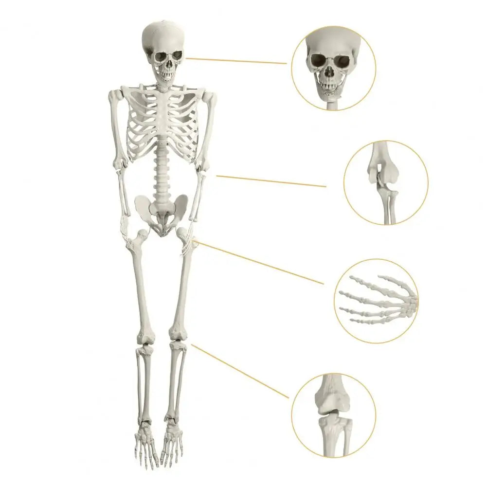 5.4ft Poseable Skeleton Prop Life Size Plastic Halloween