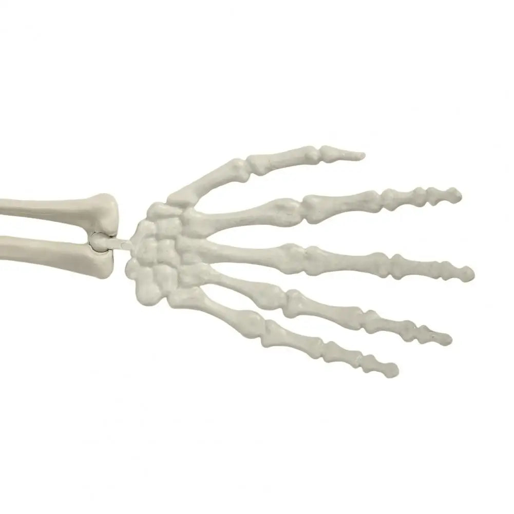 5.4ft Poseable Skeleton Prop Life Size Plastic Halloween